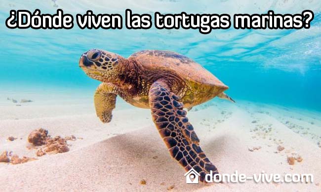 Dónde viven las tortugas marinas