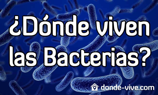 Dónde viven las bacterias