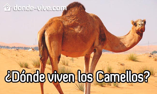 ¿Dónde Viven Los Camellos Y Qué Comen? ¡Descúbrelo Aquí!